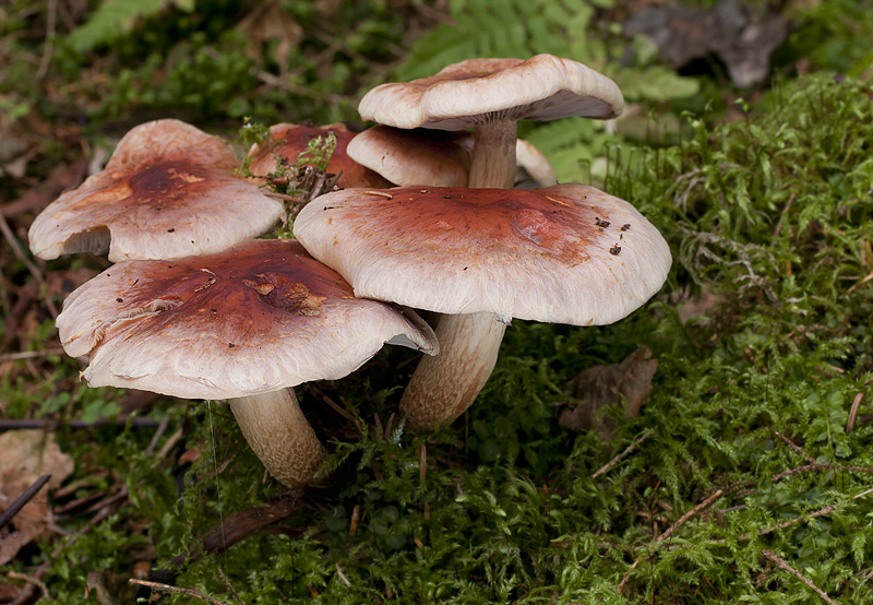 Hypholoma lateritium